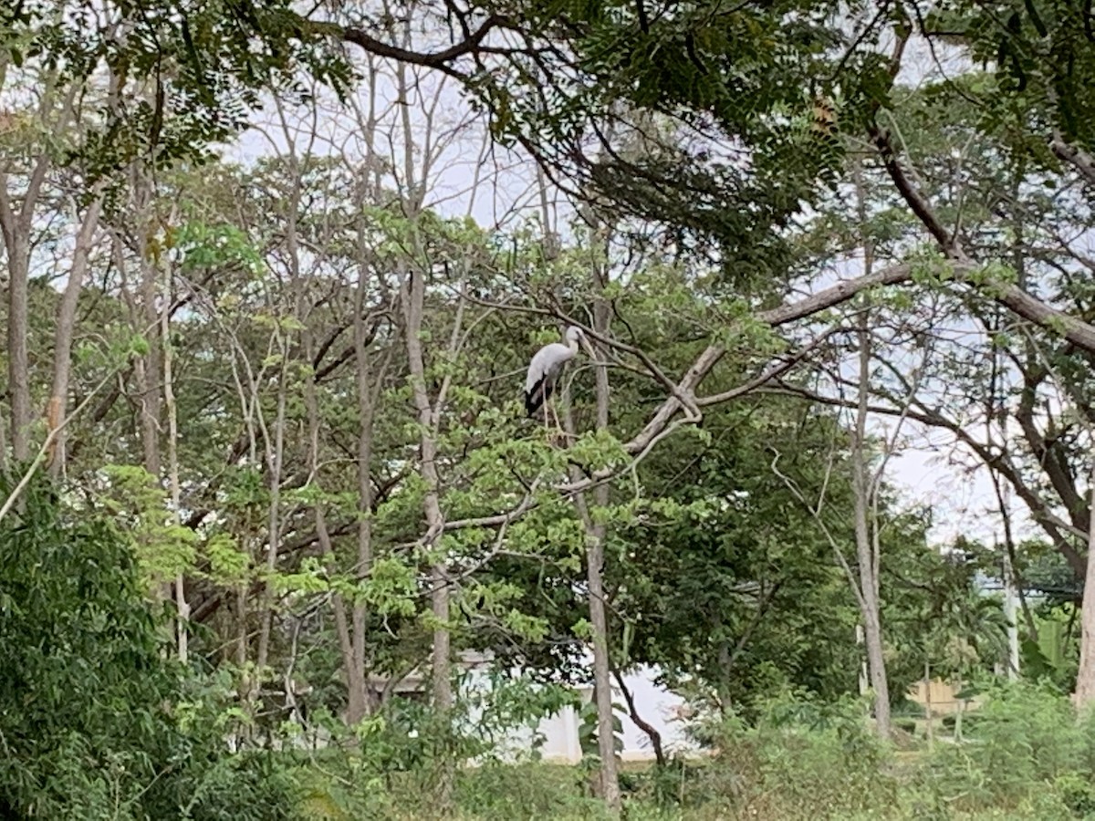 Asian Openbill - ML312706781