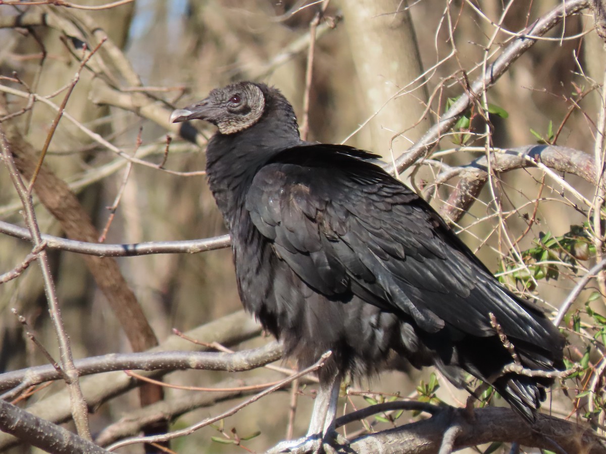 Black Vulture - ML312707291