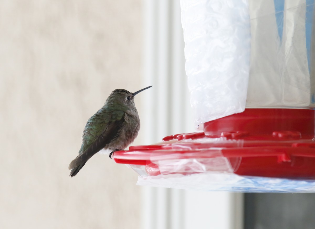 Black-chinned x Anna's Hummingbird (hybrid) - ML312707731