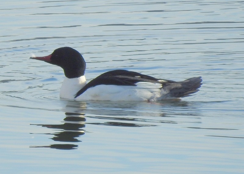 Common Merganser - ML312707801