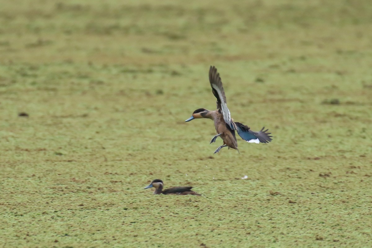 Blue-billed Teal - ML312707851