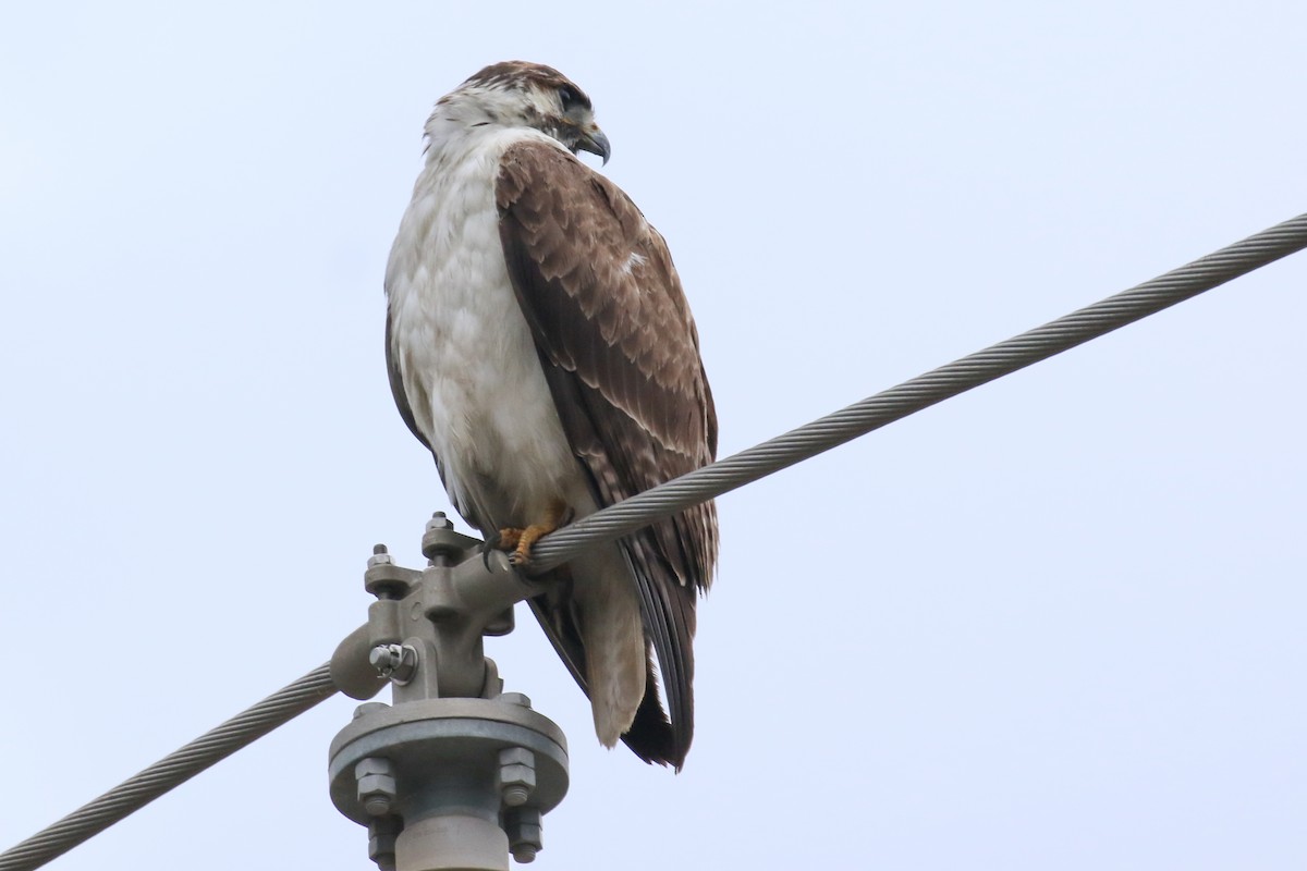 Augur Buzzard (Augur) - ML312708761