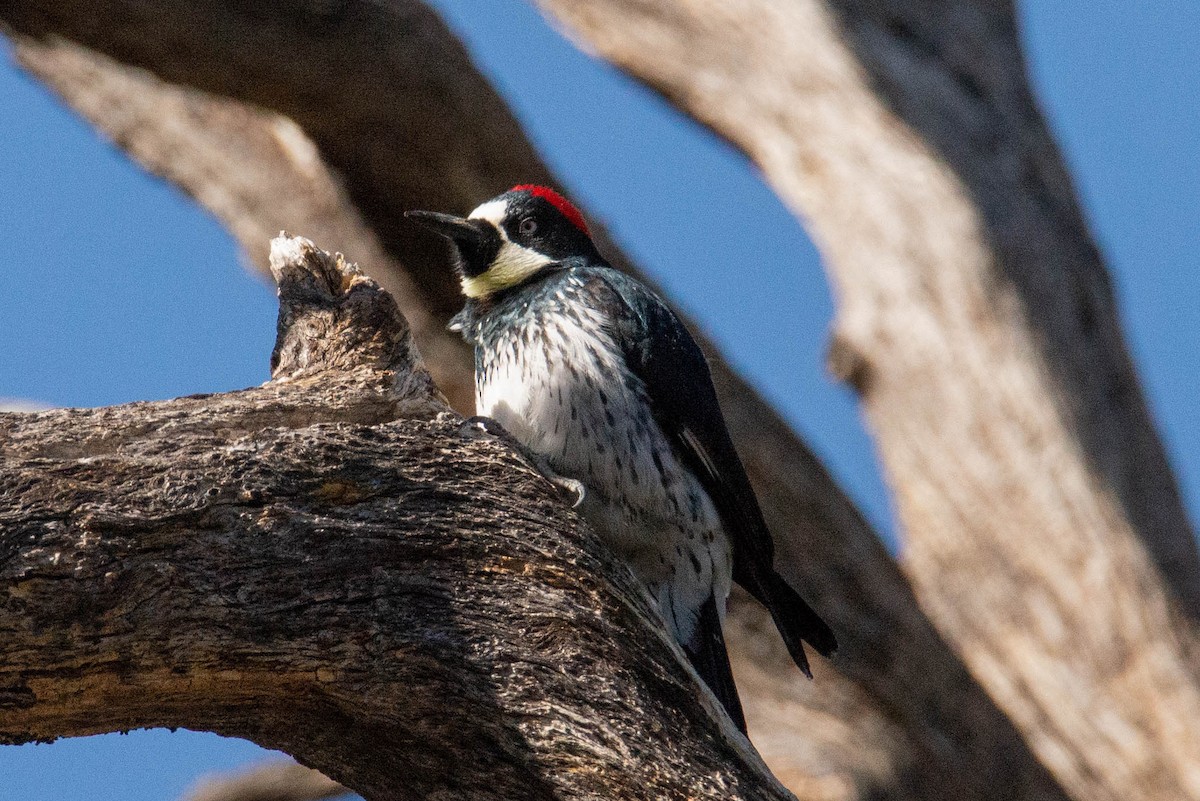 Acorn Woodpecker - Bob Rice