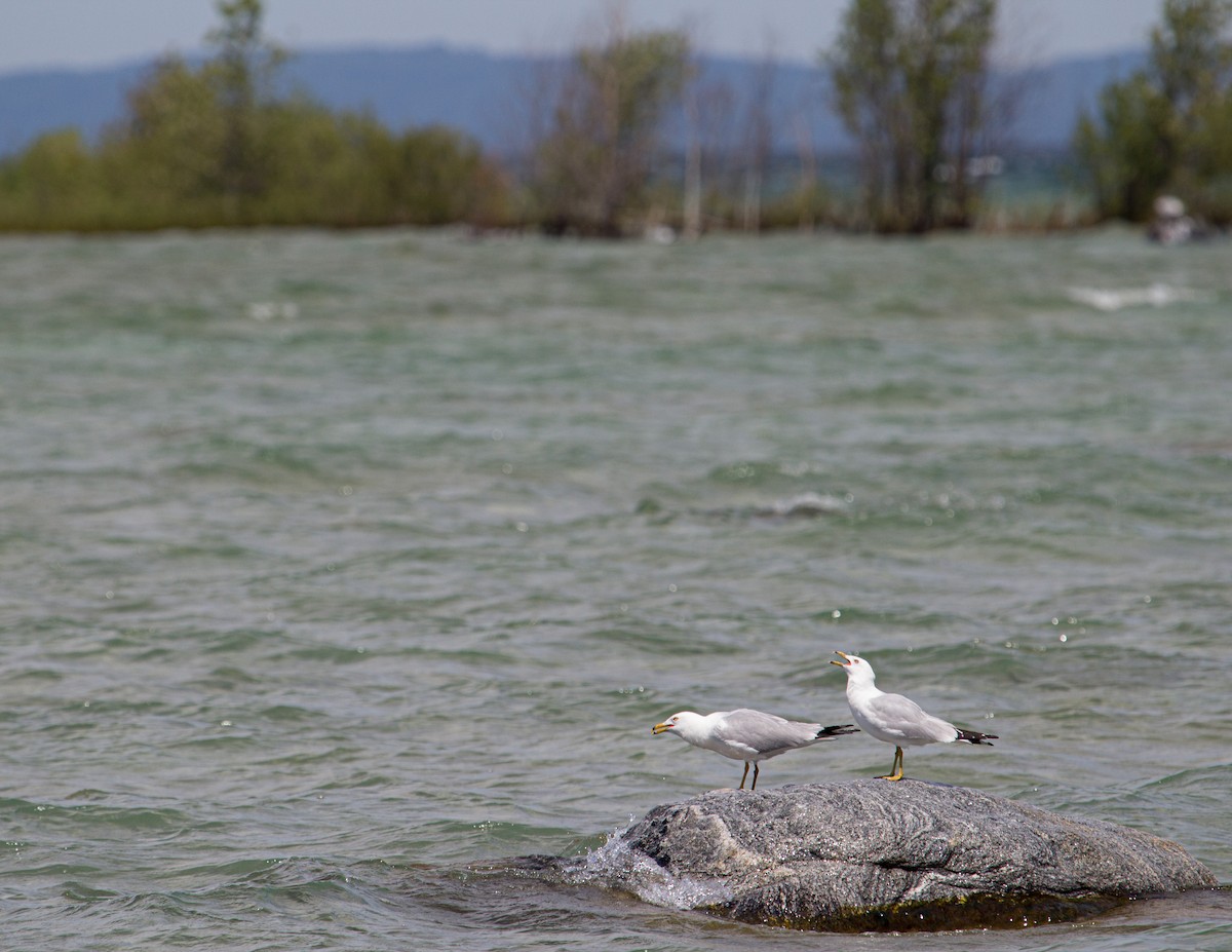 Ring-billed Gull - Jan Allen