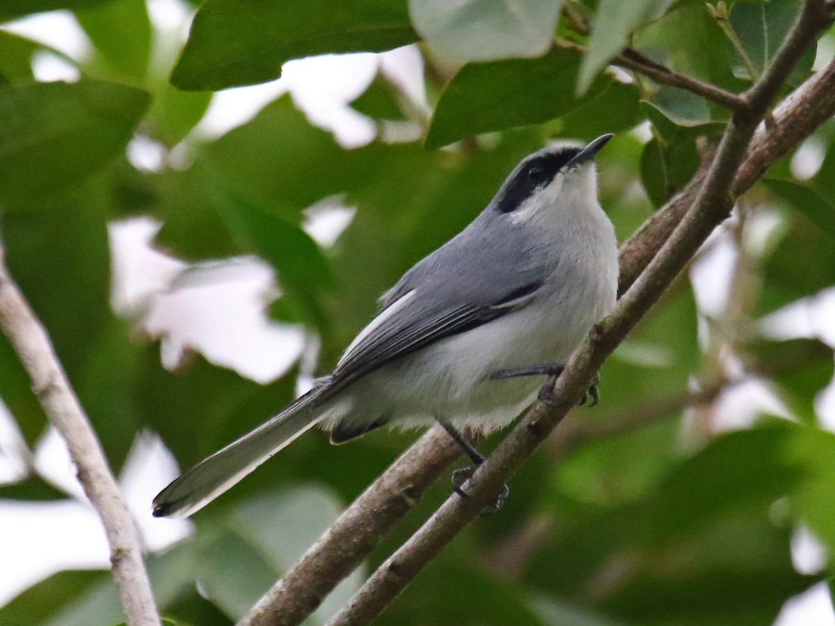 Masked Gnatcatcher - ML312713461