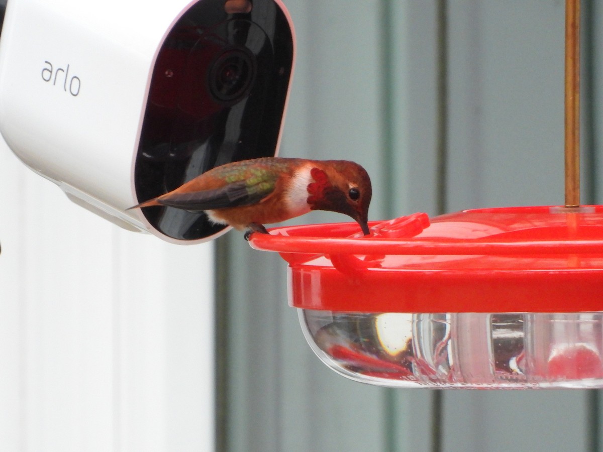 Allen's Hummingbird - ML312714901