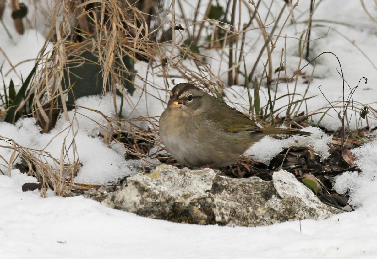 Olive Sparrow - ML312715701