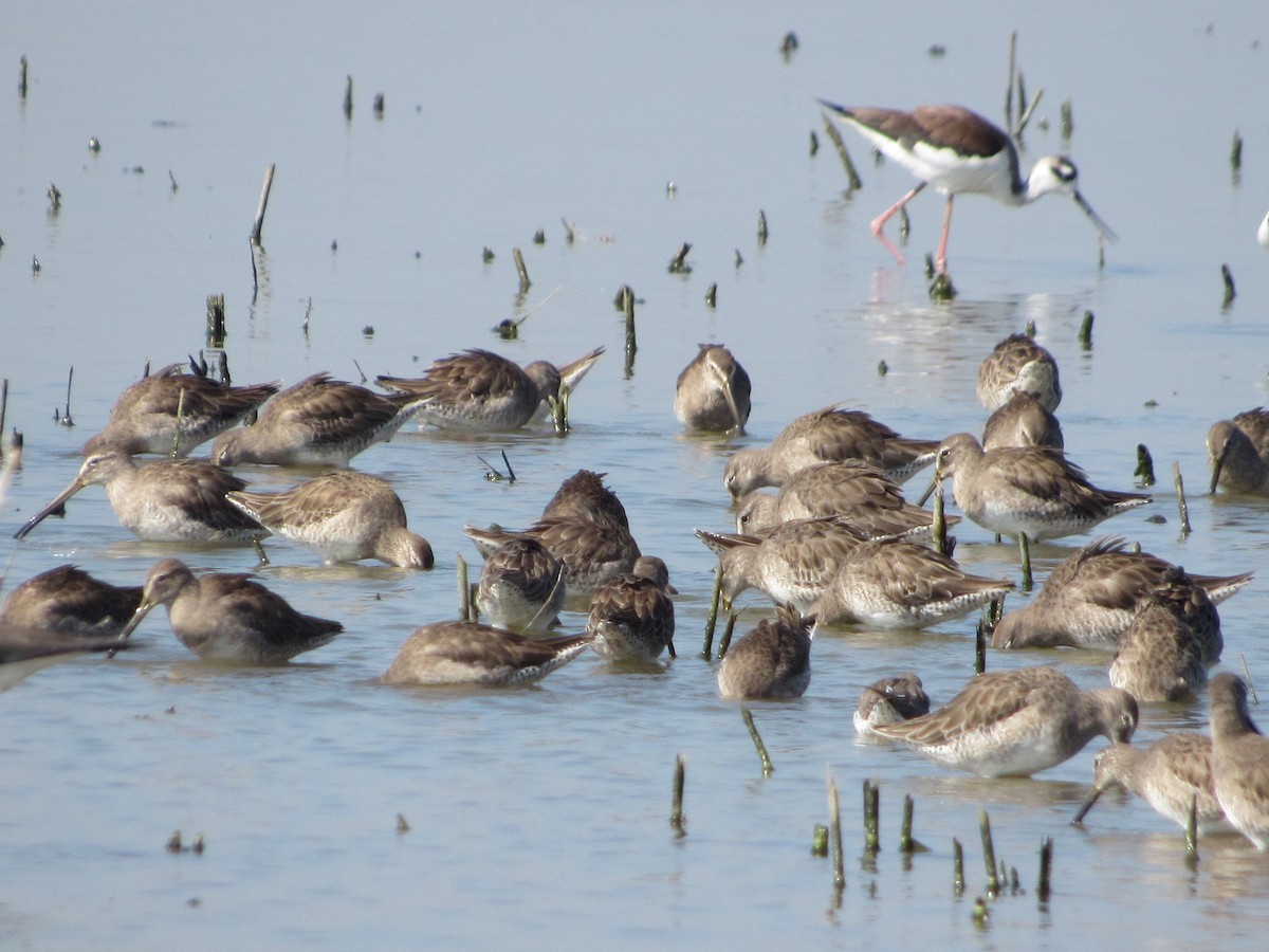 Long-billed Dowitcher - ML312716541