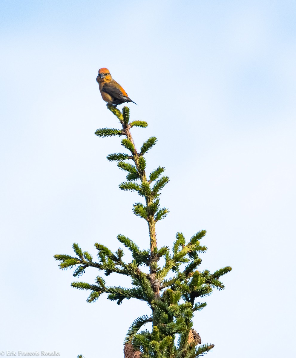 Red Crossbill - ML312716551