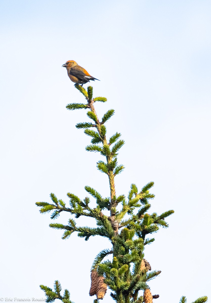 Red Crossbill - ML312716581