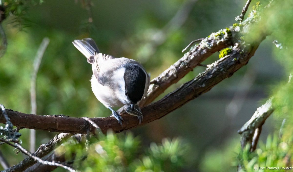 Carbonero Montano (grupo montanus) - ML312716761