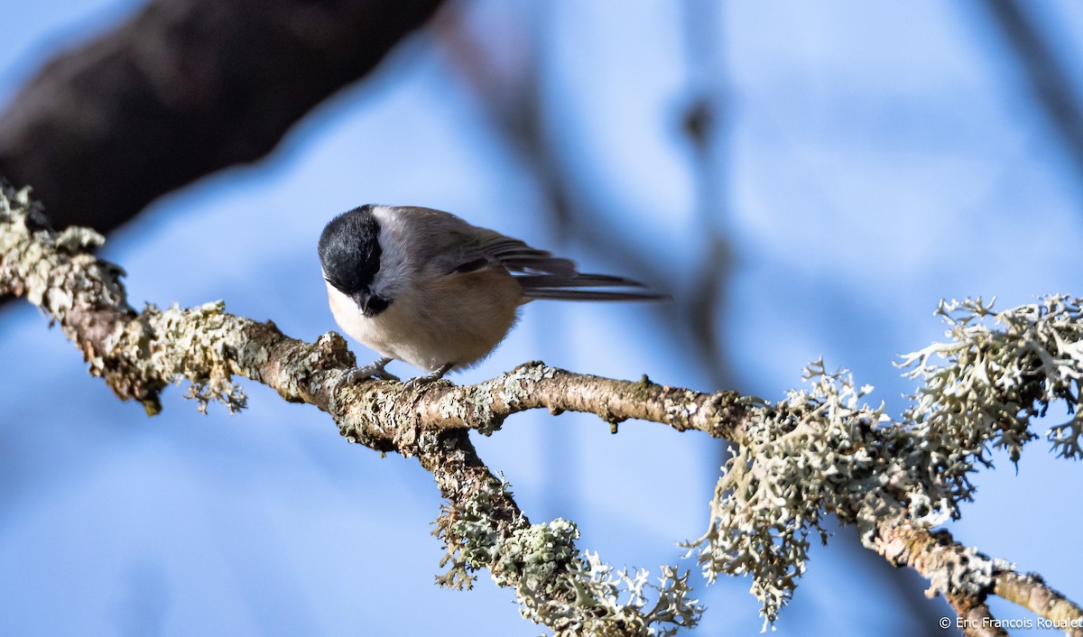 Willow Tit (Willow) - ML312716781