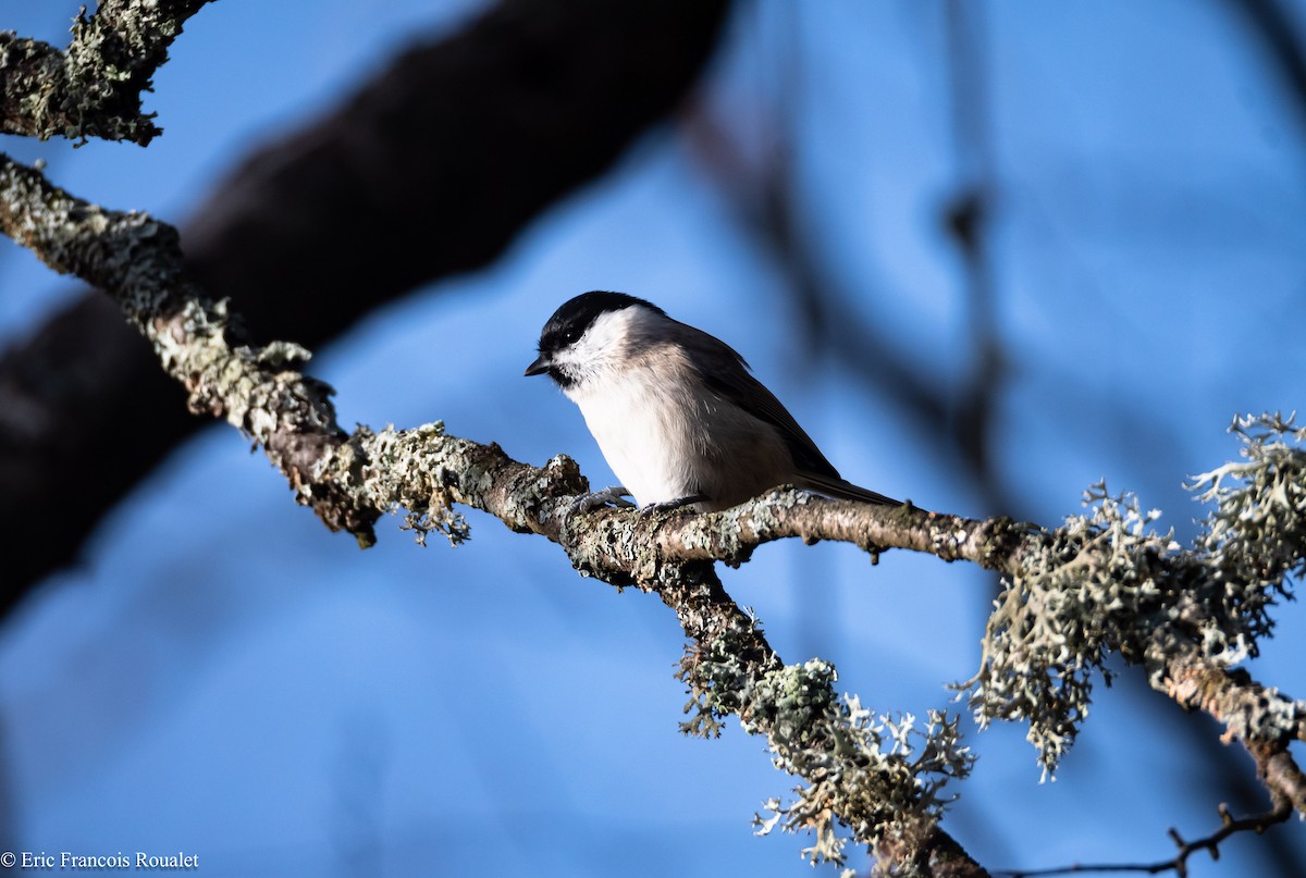 Willow Tit (Willow) - ML312716791