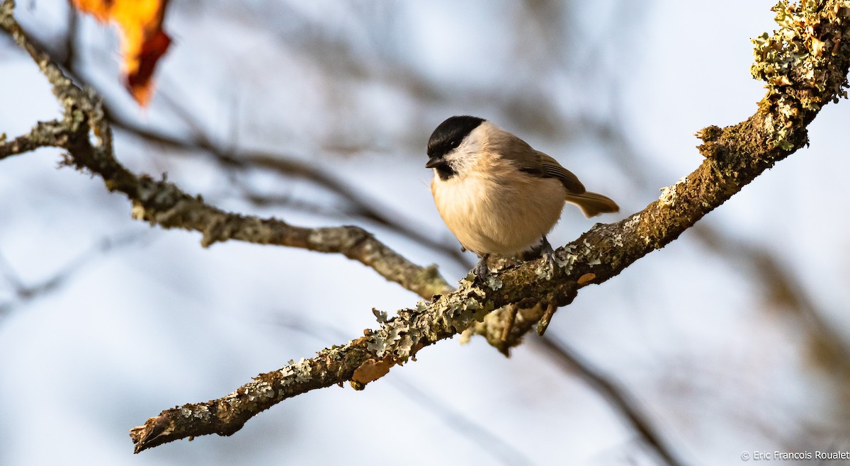 Marsh Tit - Eric Francois Roualet