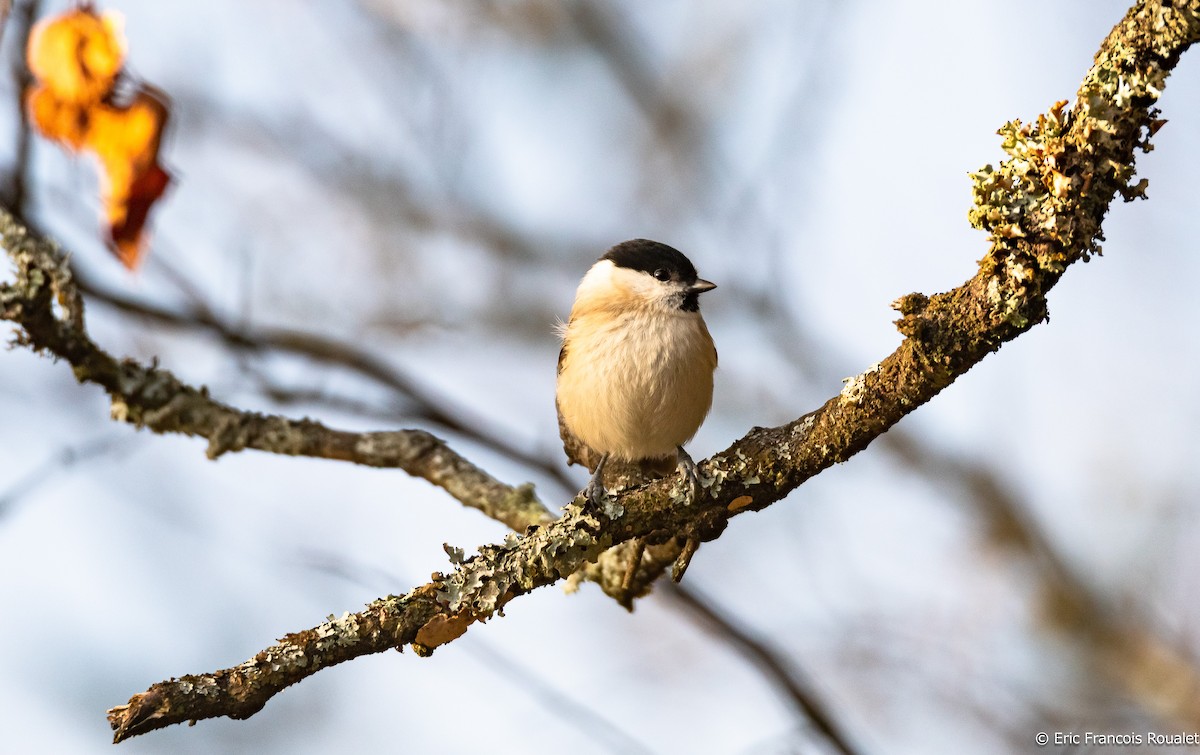 Marsh Tit - ML312716871