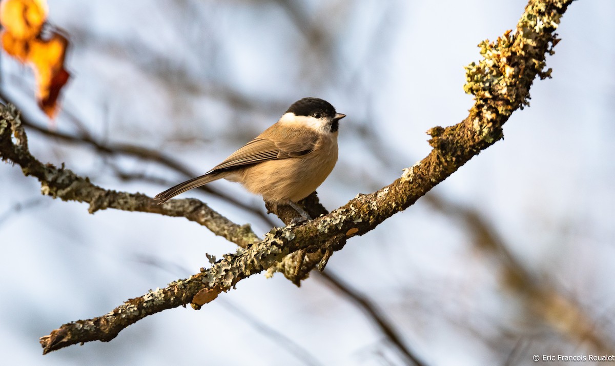 Marsh Tit - ML312716881