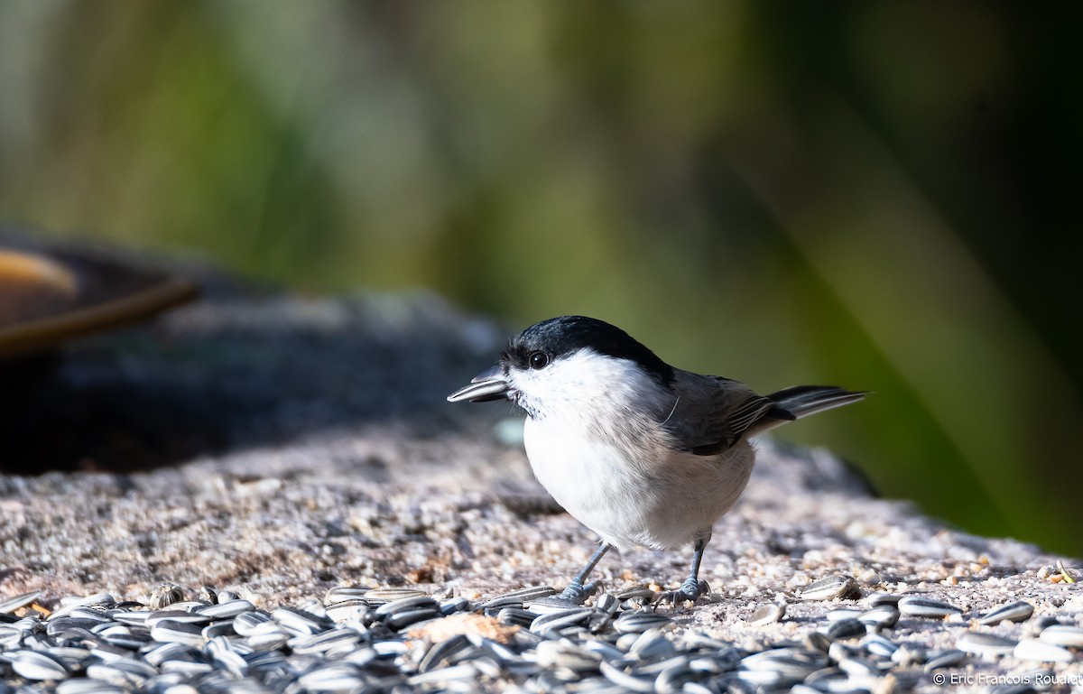 Willow Tit (Willow) - ML312716901