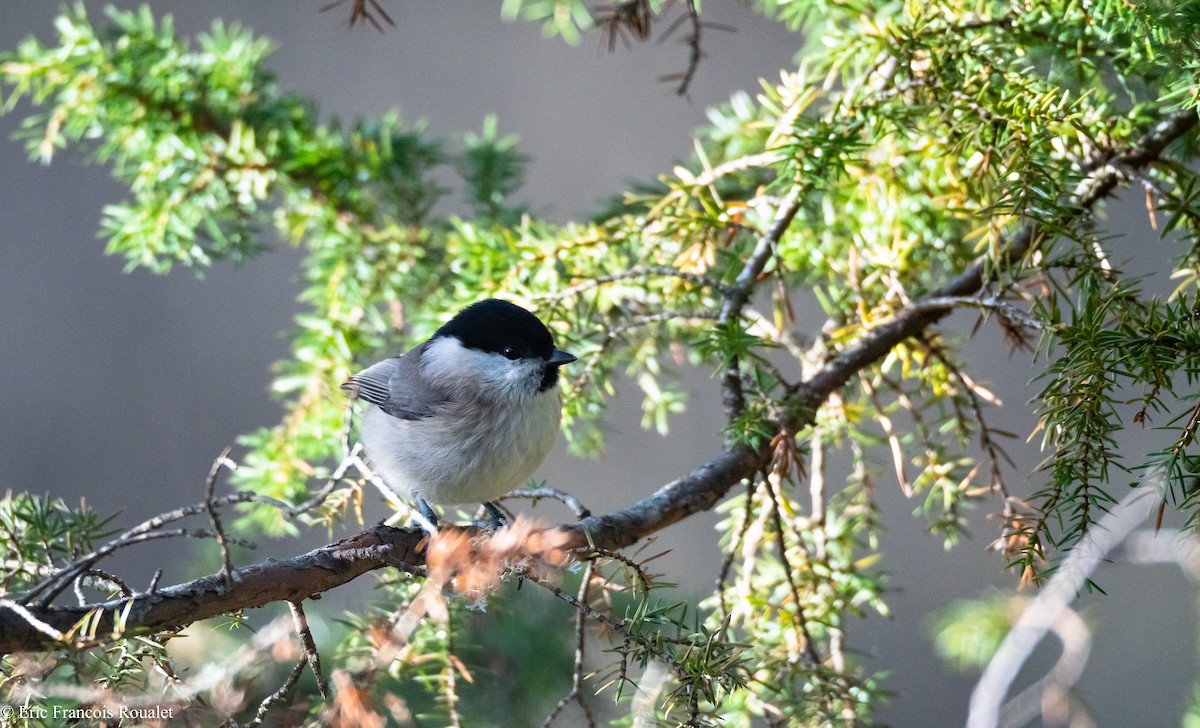 Carbonero Montano (grupo montanus) - ML312716921