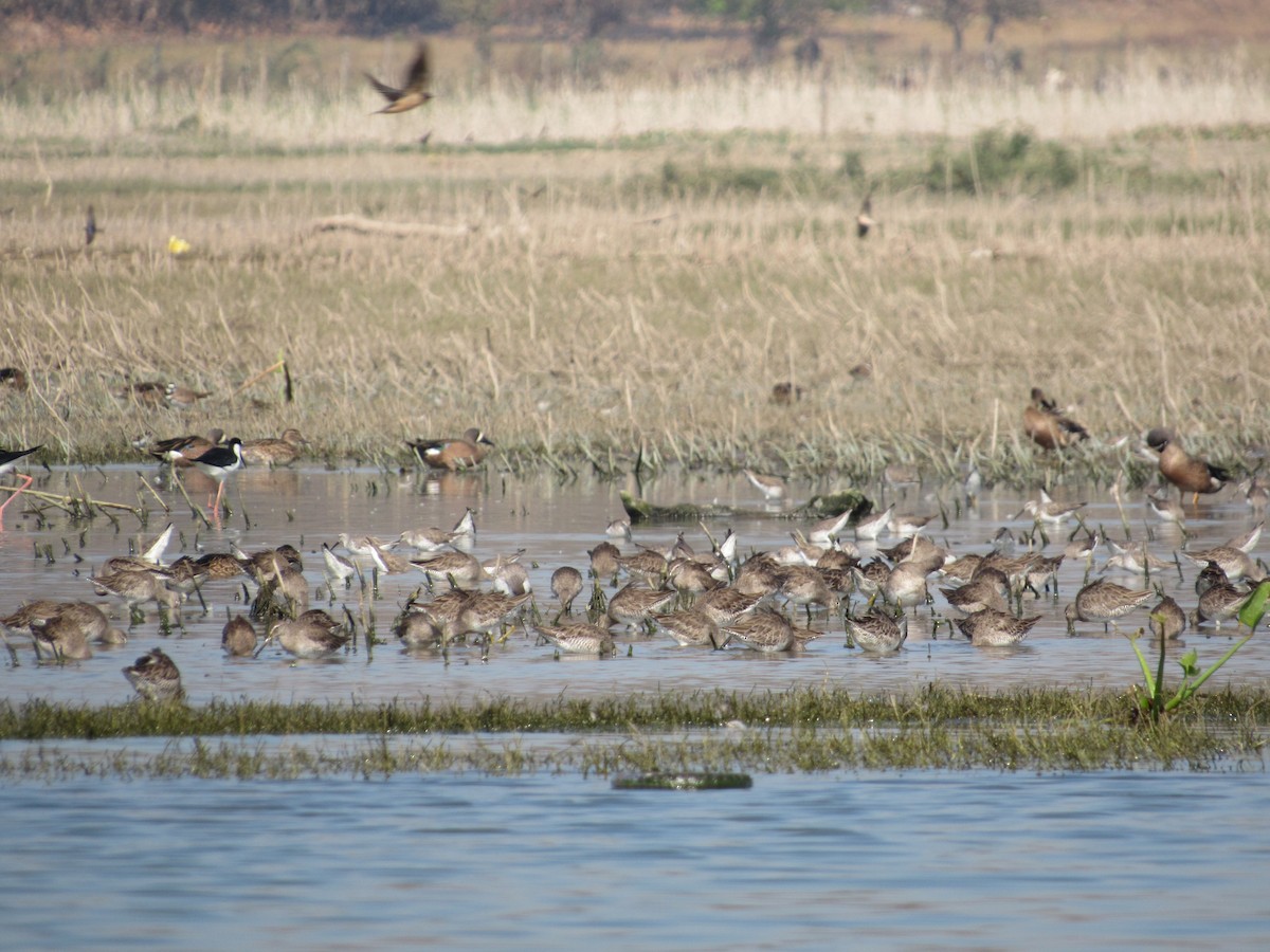 Long-billed Dowitcher - ML312717871