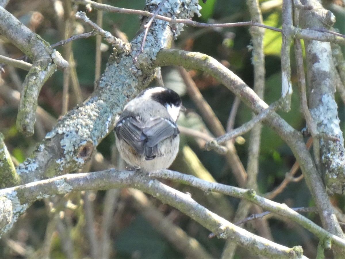 Coal Tit - ML312718741