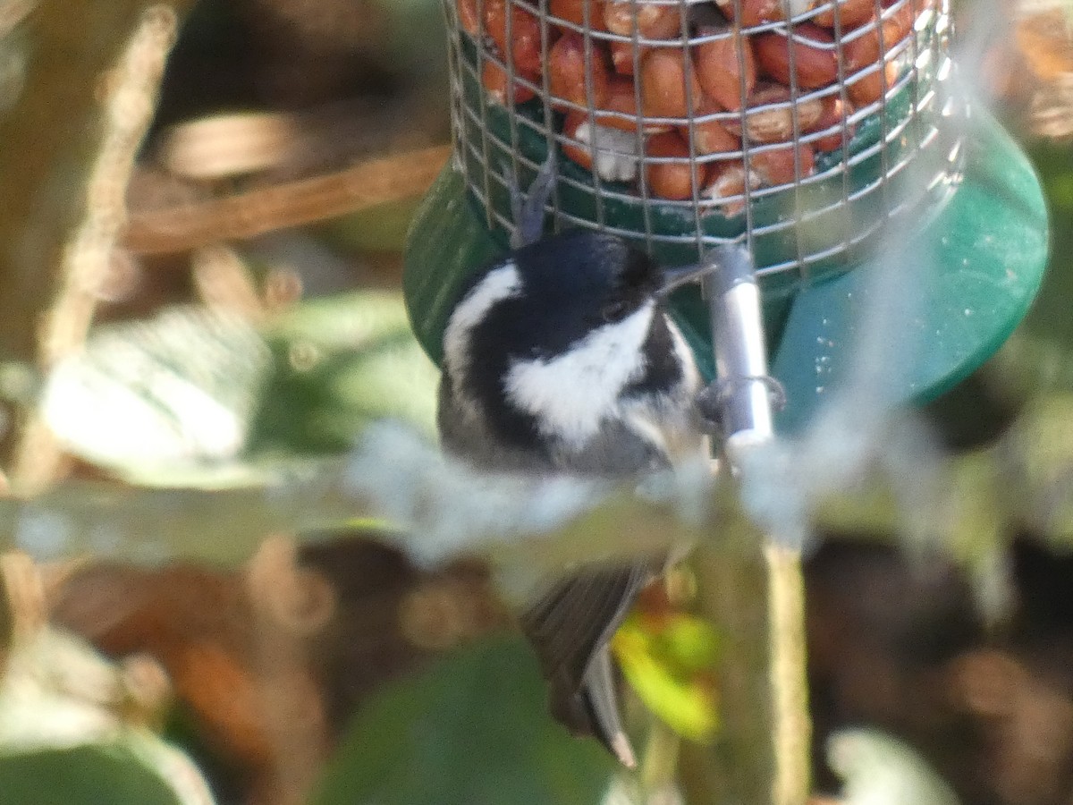 Coal Tit - ML312718861