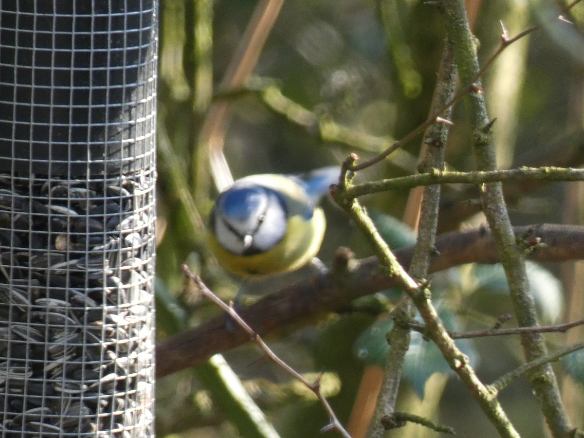 Eurasian Blue Tit - ML312719151