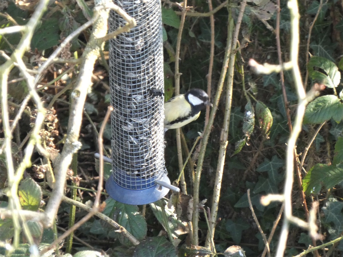 Great Tit - ML312719241