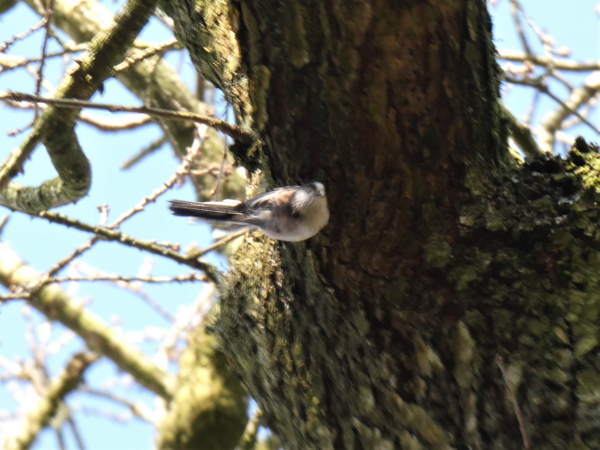 Long-tailed Tit - ML312719341