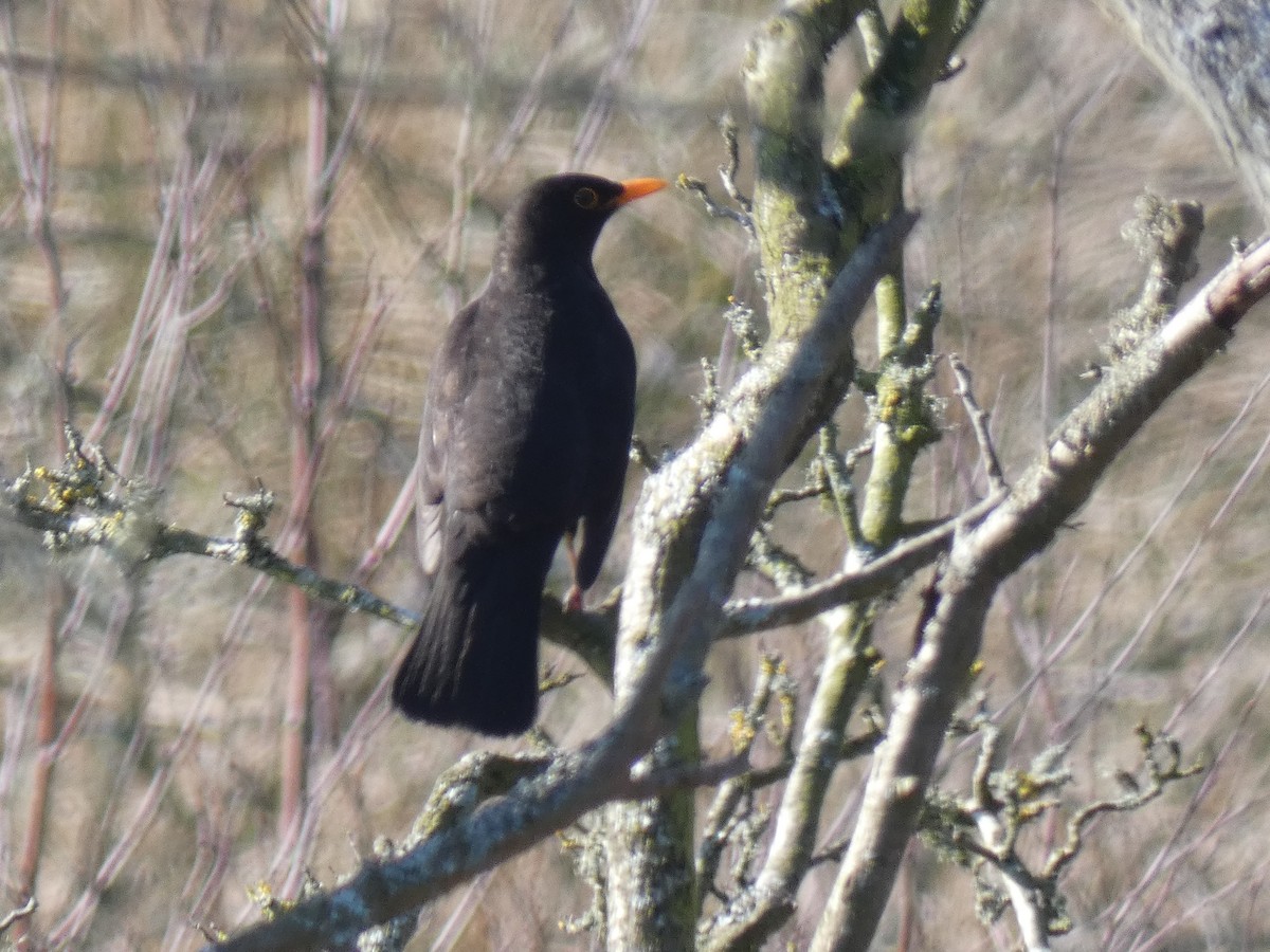 Eurasian Blackbird - ML312719451