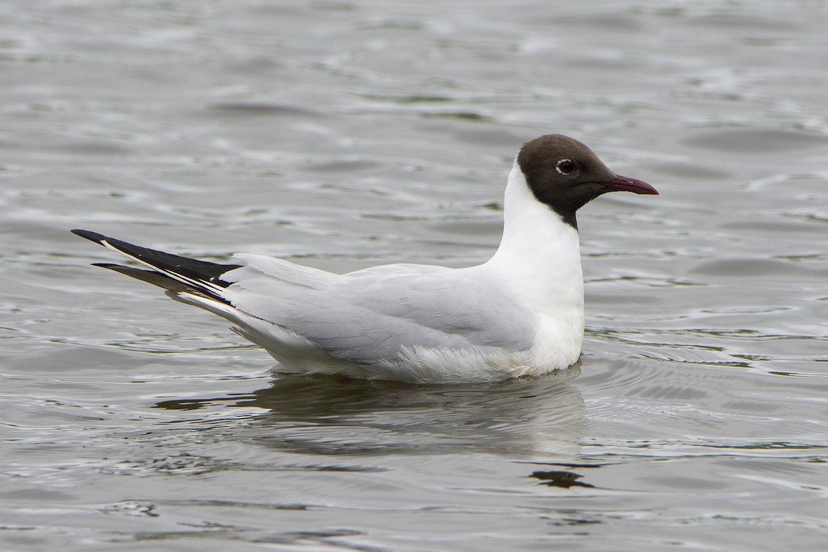 Black-headed Gull - Miguel Rouco