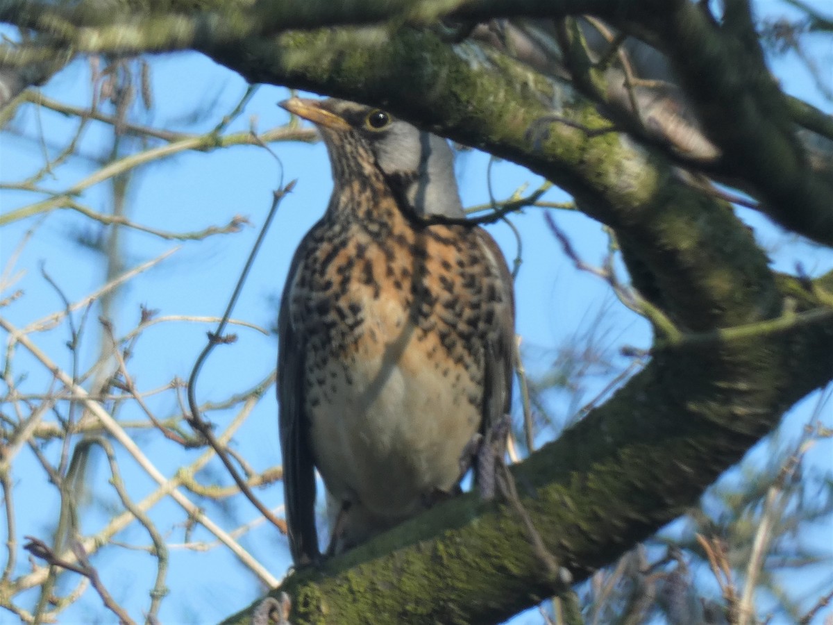 Fieldfare - ML312719551