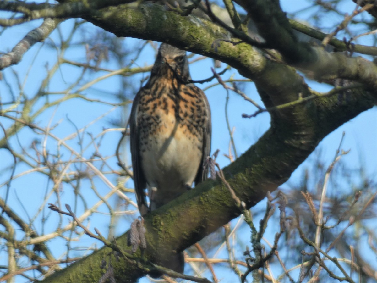 Fieldfare - ML312719671