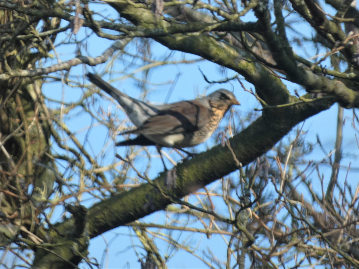 Fieldfare - ML312719691