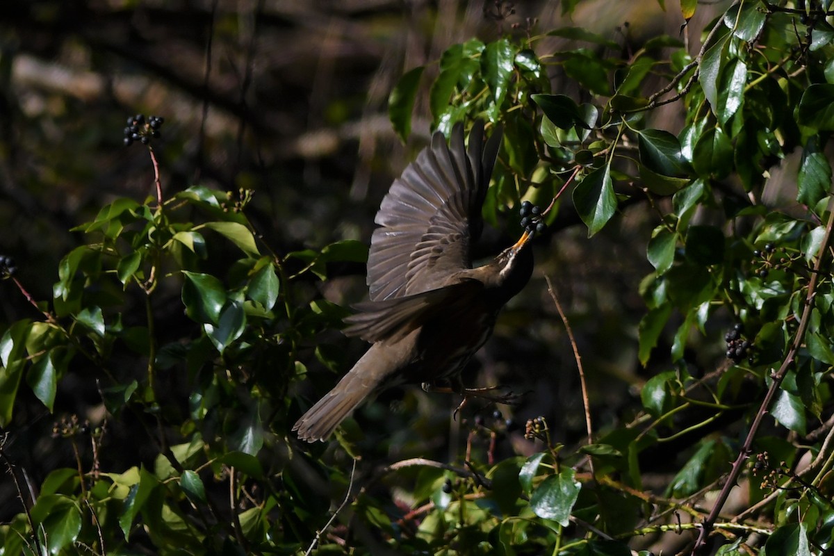 Redwing - ML312719821