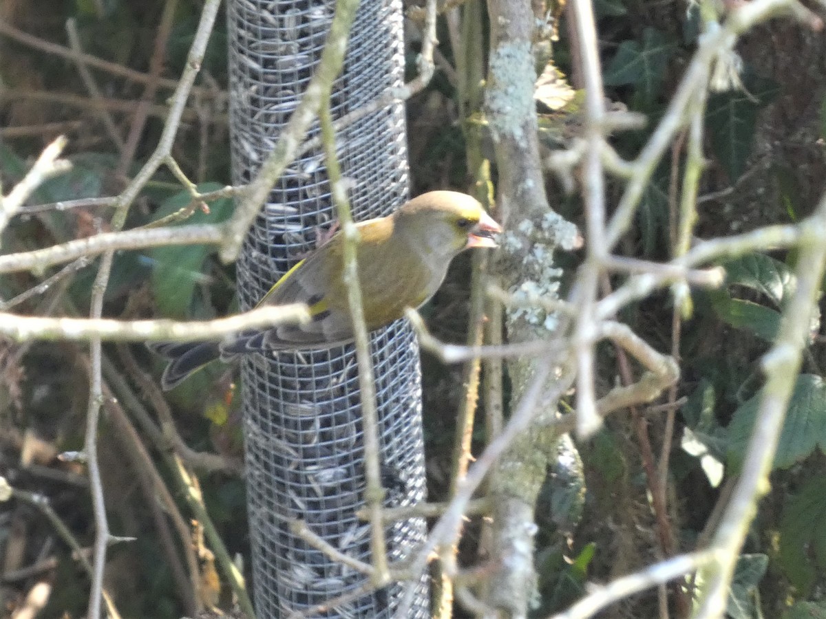 European Greenfinch - ML312720491