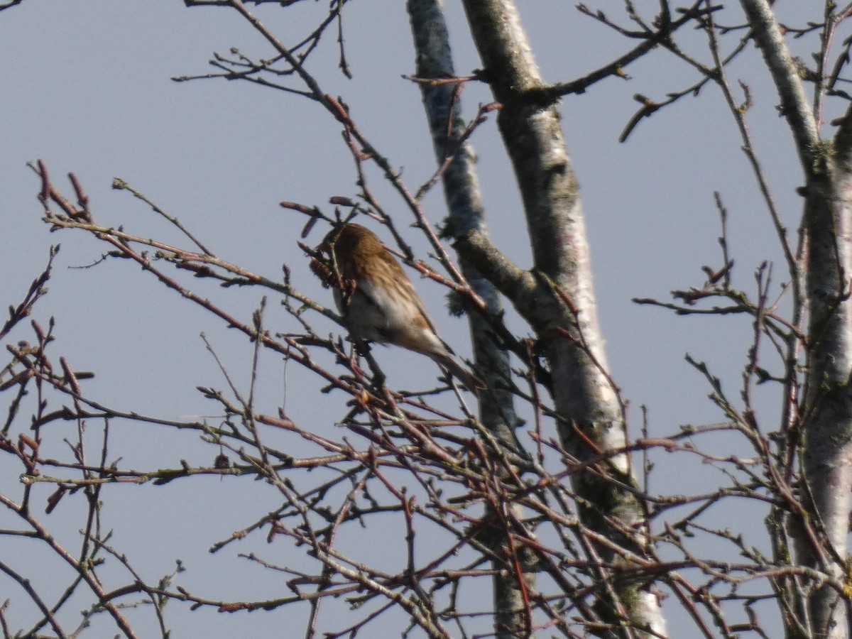 Lesser Redpoll - ML312720901