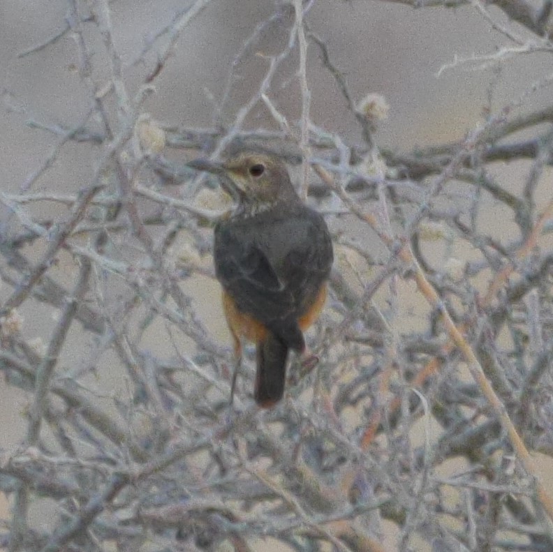 Short-toed Rock-Thrush - ML312720961