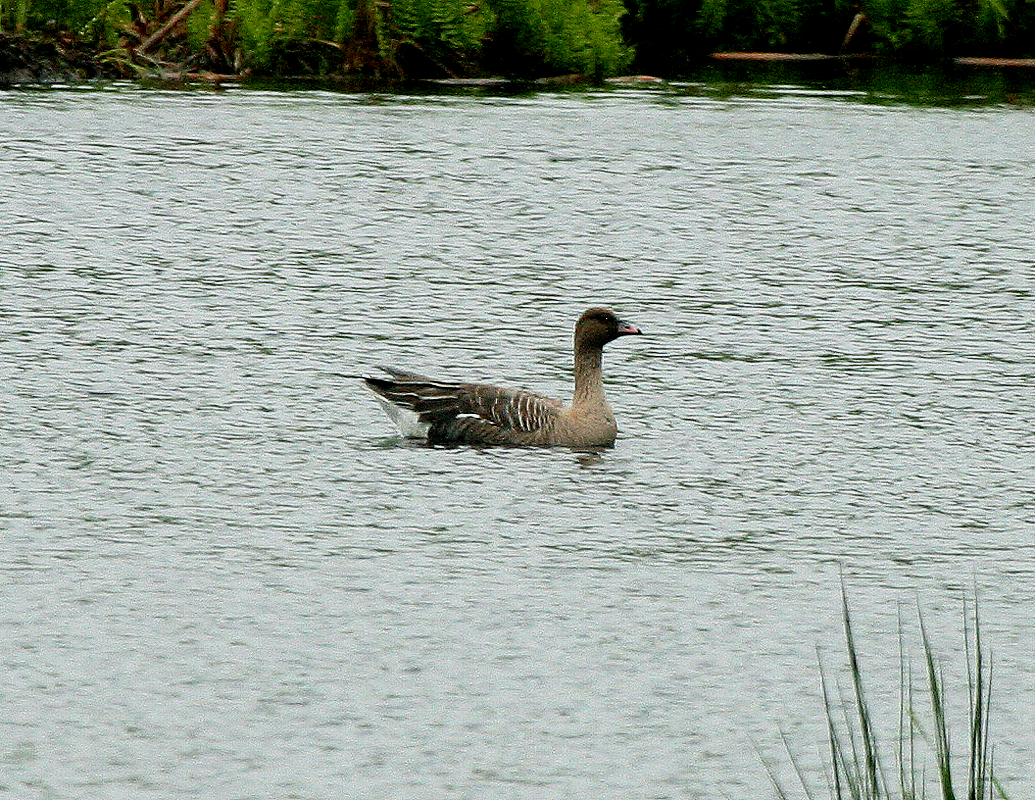 Pink-footed Goose - ML312721351