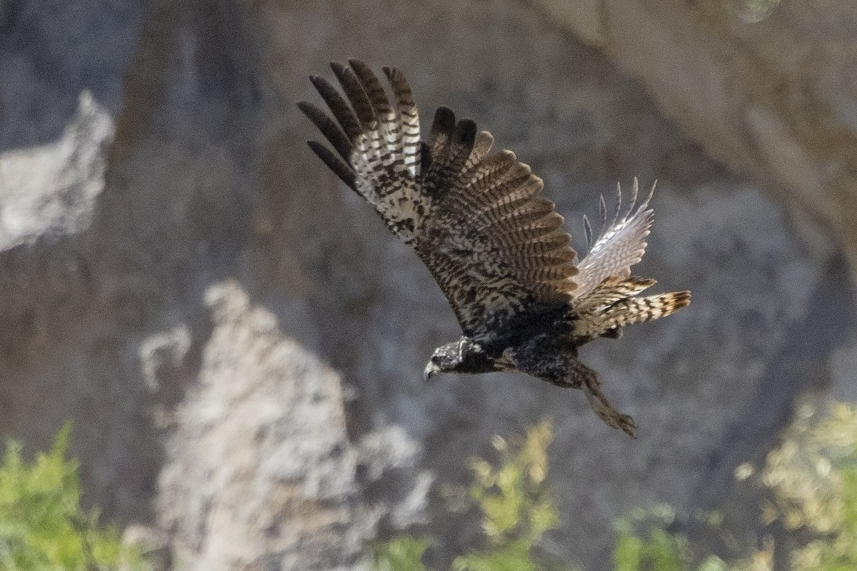 Common Black Hawk - ML31272271