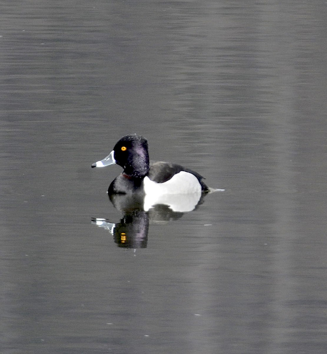 Ring-necked Duck - ML312722751