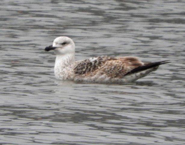 Great Black-backed Gull - Daniel Smith