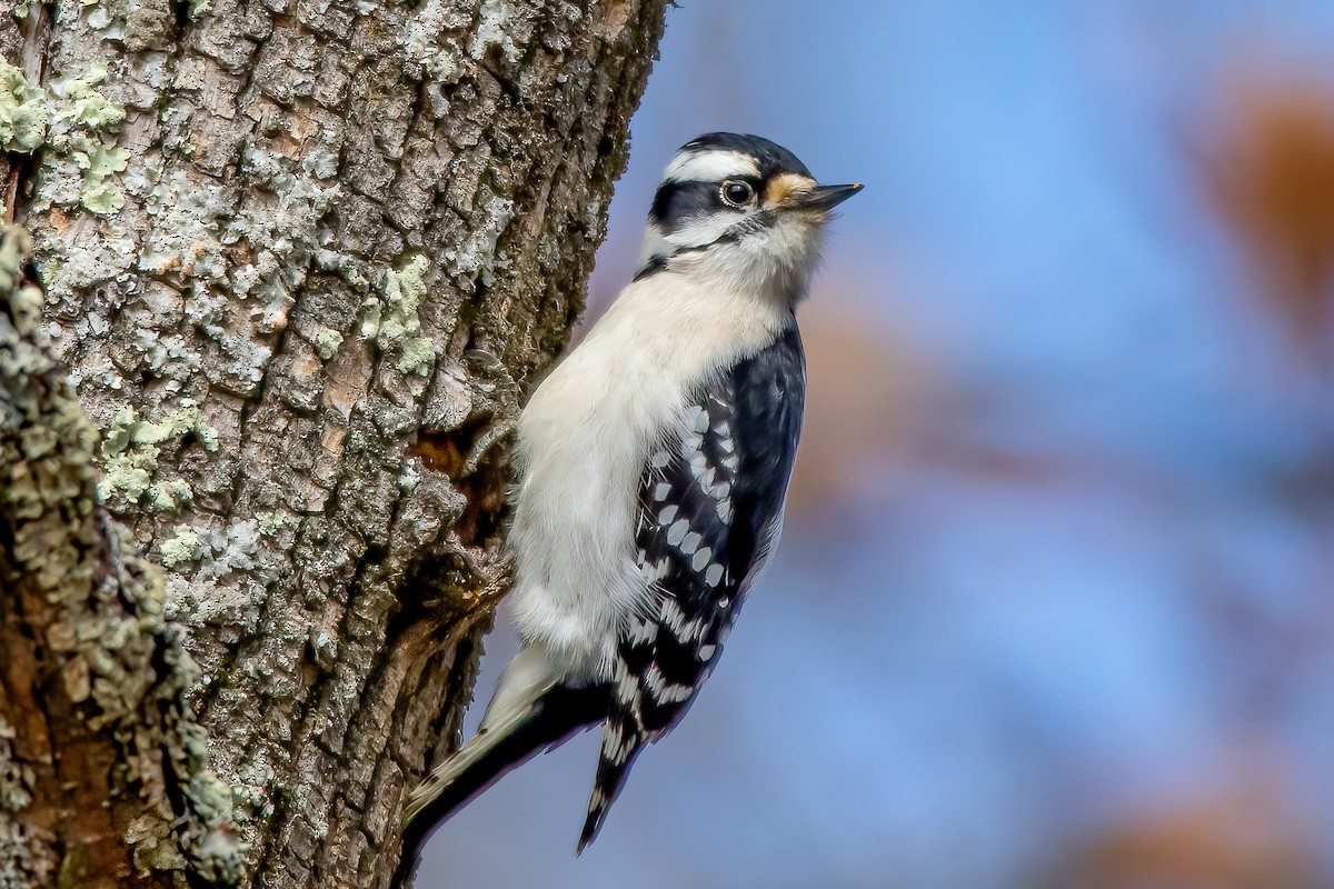 Downy Woodpecker - ML312723261