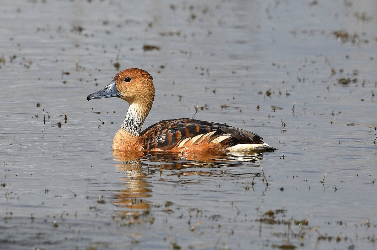 Fulvous Whistling-Duck - Bill Asteriades