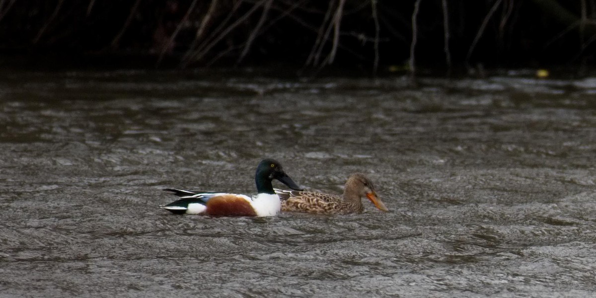 Northern Shoveler - Bill Kametz