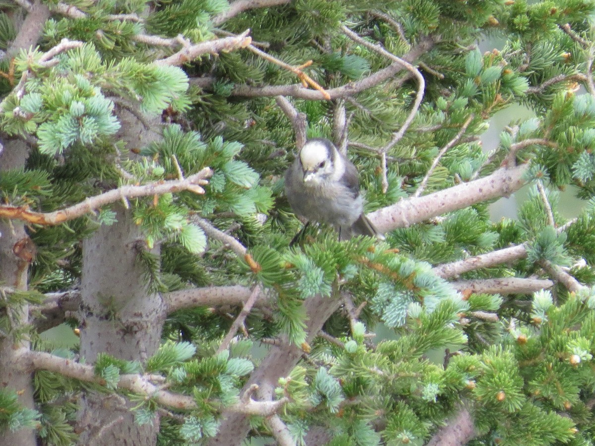 Canada Jay - ML31272841