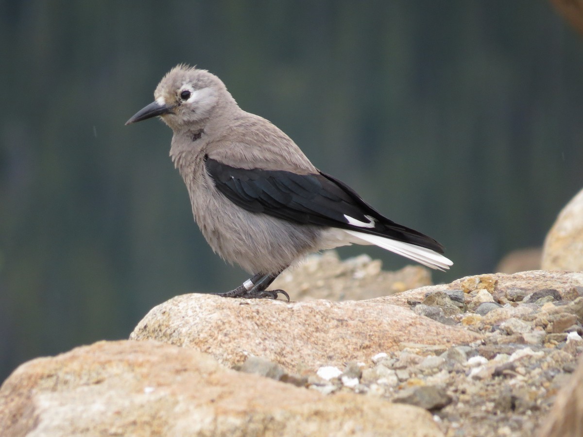 Clark's Nutcracker - ML31272871