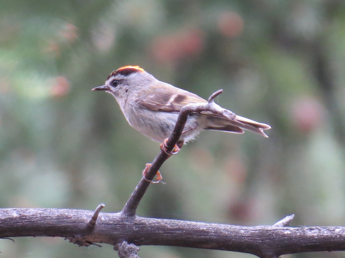 Golden-crowned Kinglet - ML31272891