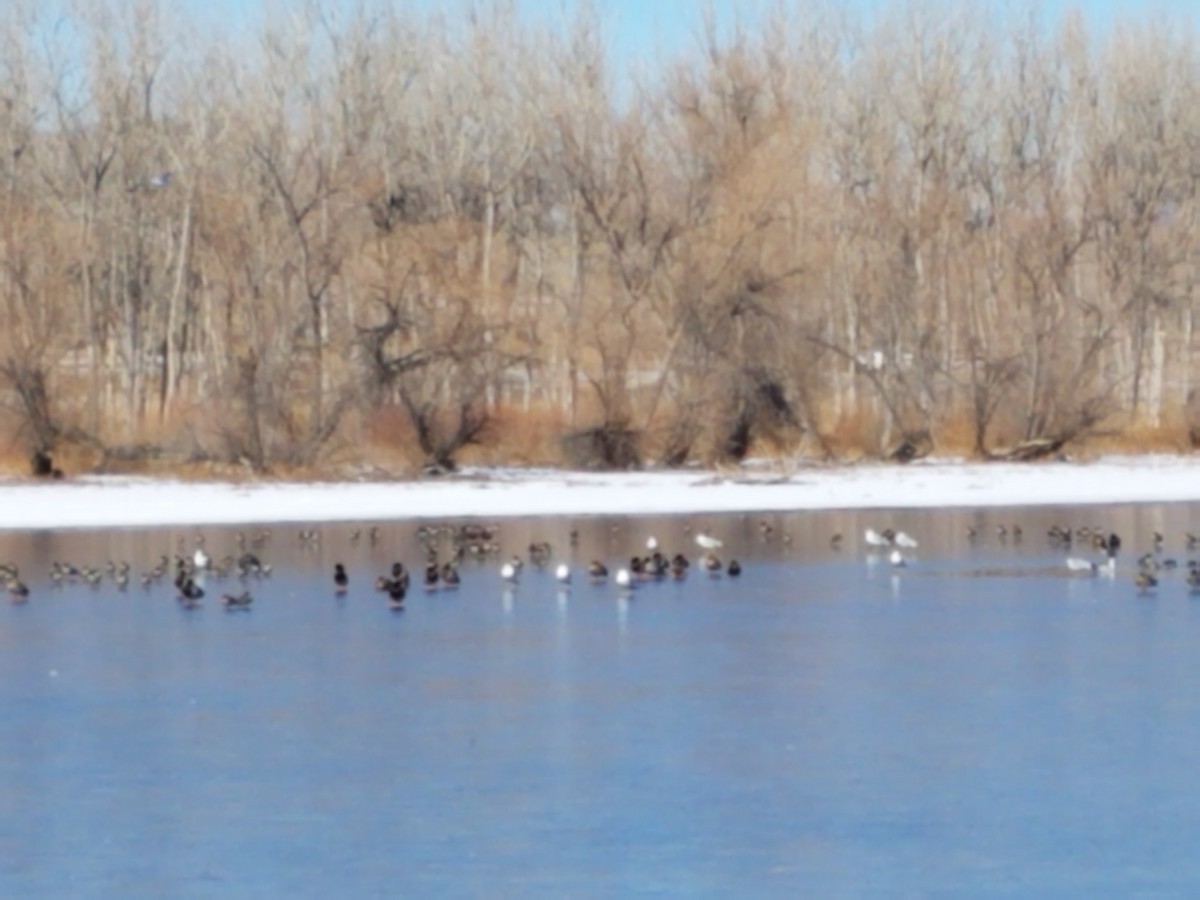 Green-winged Teal - ML312730671