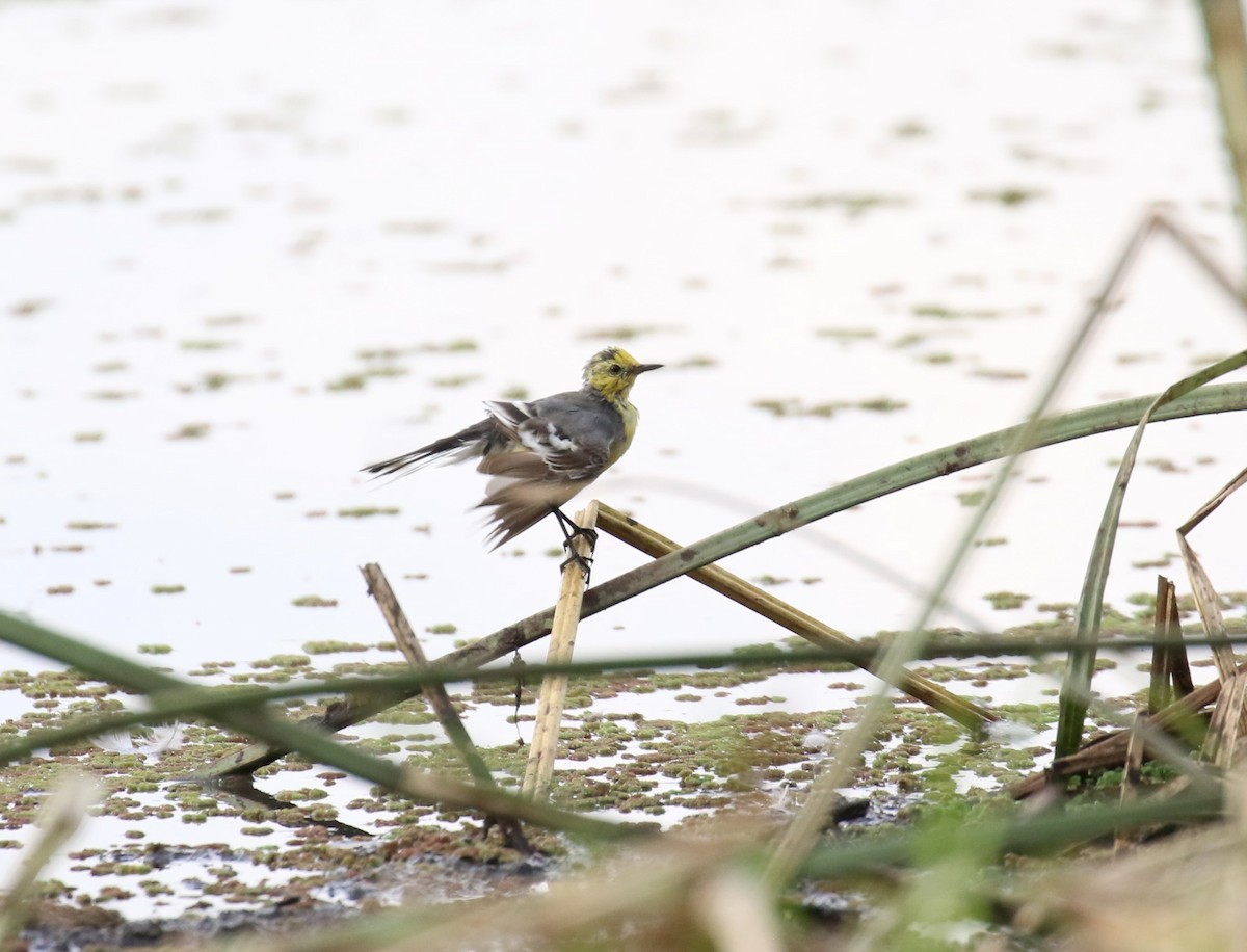 Citrine Wagtail - ML312730961