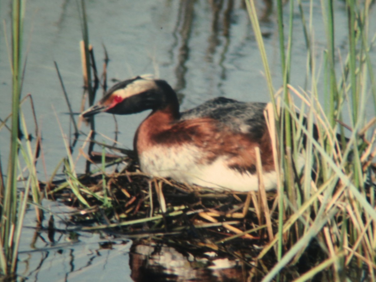 Horned Grebe - ML312732291